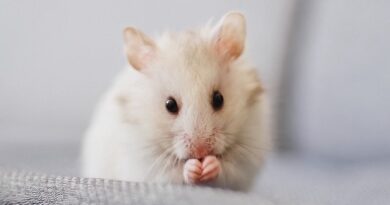 Gut bacteria rewind ageing brain in mice