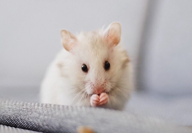 Gut bacteria rewind ageing brain in mice