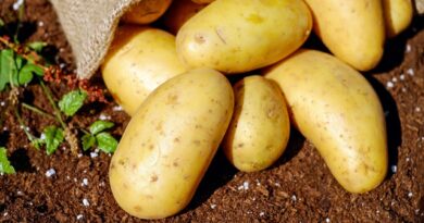 Six reasons why potatoes are good for you