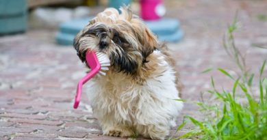 You’re probably brushing your teeth wrong – here are four tips for better dental health