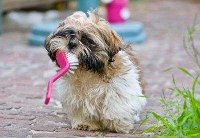 You’re probably brushing your teeth wrong – here are four tips for better dental health